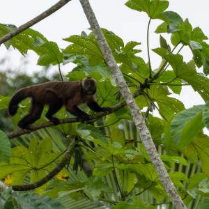 Tufted capuchin monkey
