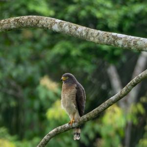 Roadside hawk
