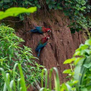 Red-and-green macaws on a clay lick