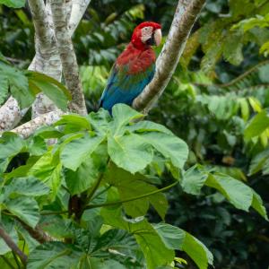 Red-and-green macaw