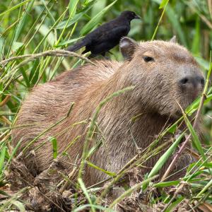 Capybara with a giant cowbird