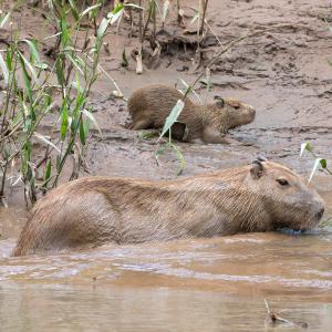 Capybara with a baby