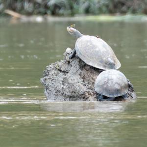 Yellow-spotted river turtles