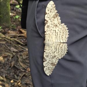 White witch moth