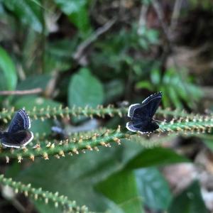 Metalmark butterflies