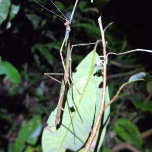 Stick insect