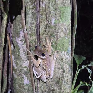 Tree frog