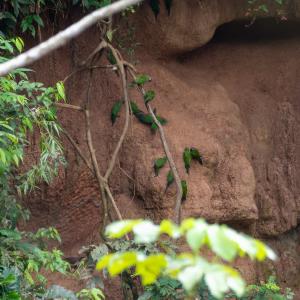 Dusky-headed parakeets on a clay lick