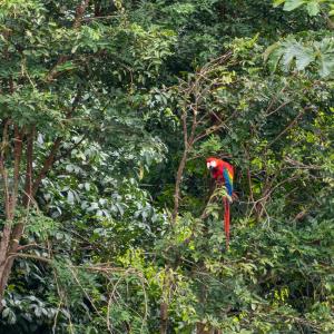 Scarlet macaws