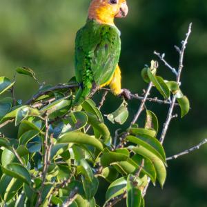 White-bellied parrot