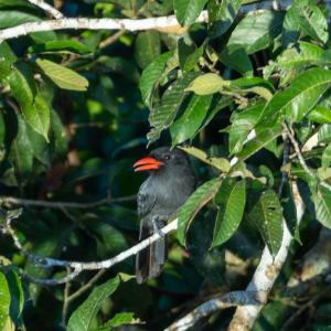 Black-fronted nunbird